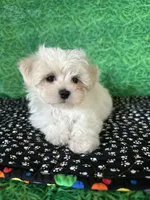 AKC Dan , a male Maltese for sale in Davis, OK – 4 of 4