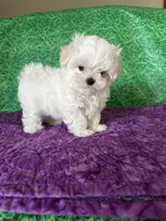 AKC Trixie’s little female , a female Maltese for sale in Davis, OK – 8 of 8