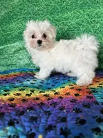 AKC Molly’s male, a male Maltese for sale in Davis, OK – 3 of 5