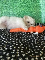 AKC Dan , a male Maltese for sale in Davis, OK – 2 of 4