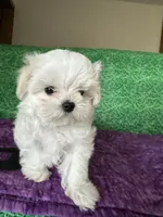 AKC Trixie’s little female , a female Maltese for sale in Davis, OK – 6 of 8