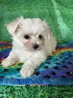 AKC. Surprise , a female Maltese for sale in Davis, OK – 1 of 2