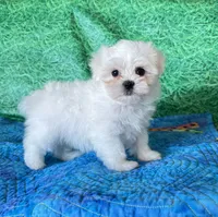 AKC Benny, a male Maltese for sale in Davis, OK – 3 of 4