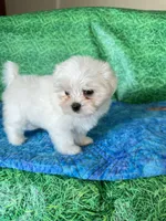 AKC Benny, a male Maltese for sale in Davis, OK – 4 of 4