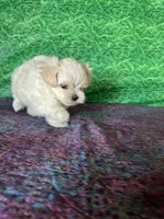 AKC Trixie’s little female , a female Maltese for sale in Davis, OK – 7 of 10