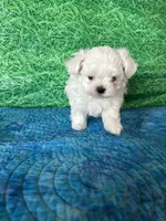 AKC Trixi’s male, a male Maltese for sale in Davis, OK – 5 of 8