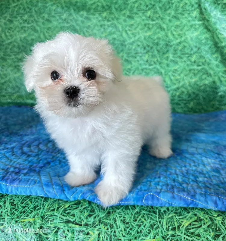AKC Benny – Maltese puppy for sale in Davis, OK