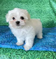 AKC Benny, a male Maltese for sale in Davis, OK – 1 of 4