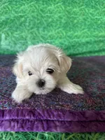 AKC Trixie’s little female , a female Maltese for sale in Davis, OK – 5 of 10