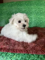 AKC  sammy, a male Maltese for sale in Davis, OK – 6 of 8
