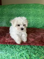 AKC  sammy, a male Maltese for sale in Davis, OK – 5 of 8