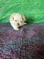 AKC Trixie’s little female , a female Maltese for sale in Davis, OK – 3 of 10