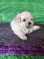 AKC Trixie’s little female , a female Maltese for sale in Davis, OK – 4 of 10