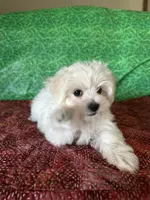 AKC  sammy, a male Maltese for sale in Davis, OK – 3 of 8
