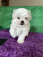 AKC Trixie’s little female , a female Maltese for sale in Davis, OK – 7 of 8