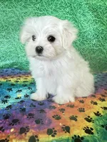 AKC Bobby , a male Maltese for sale in Davis, OK – 2 of 5