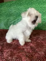 AKC  sammy, a male Maltese for sale in Davis, OK – 7 of 8