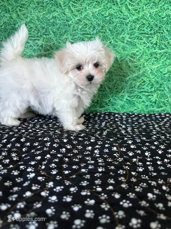 AKC Dan  – Maltese puppy for sale in Davis, OK