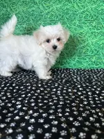 AKC Dan , a male Maltese for sale in Davis, OK – 1 of 4