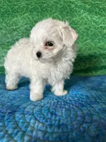 AKC Trixi’s male, a male Maltese for sale in Davis, OK – 4 of 8