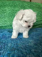 AKC Trixi’s male, a male Maltese for sale in Davis, OK – 3 of 8