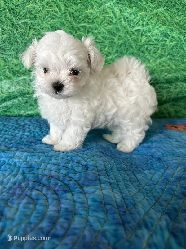 AKC Trixi’s male – Maltese puppy for sale in Davis, OK