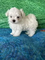 AKC Trixi’s male, a male Maltese for sale in Davis, OK – 1 of 8