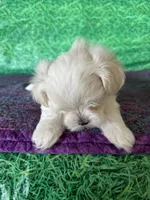 AKC Trixie’s little female , a female Maltese for sale in Davis, OK – 6 of 10