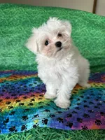 AKC Molly’s male, a male Maltese for sale in Davis, OK – 1 of 5