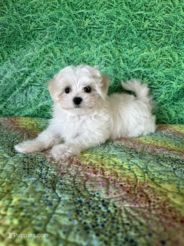 AKC little guy  – Maltese puppy for sale in Davis, OK