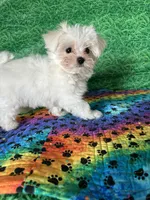 AKC Molly’s male, a male Maltese for sale in Davis, OK – 4 of 5