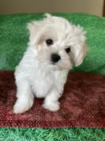 AKC  sammy, a male Maltese for sale in Davis, OK – 1 of 8