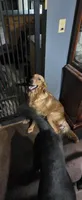 Tucker, a male Goldador for sale in Inverness, FL – 3 of 5