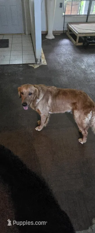 Tucker – Goldador puppy for sale in Inverness, FL