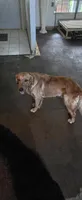 Tucker, a male Goldador for sale in Inverness, FL – 1 of 5
