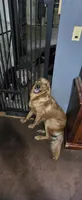 Tucker, a male Goldador for sale in Inverness, FL – 4 of 5
