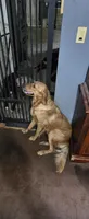 Tucker, a male Goldador for sale in Inverness, FL – 5 of 5
