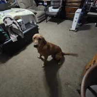 Trump, a male Goldador for sale in Inverness, FL – Photo 3 of 4