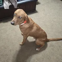 Trump, a male Goldador for sale in Inverness, FL – Photo 1 of 4