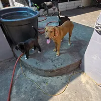 Trump, a male Goldador for sale in Inverness, FL – Photo 4 of 4
