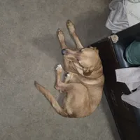 Trump, a male Goldador for sale in Inverness, FL – Photo 2 of 4