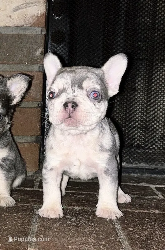 Marble  – French Bulldog puppy for sale in Chino Hills, CA