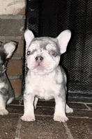 Marble , a male French Bulldog for sale in Chino Hills, CA – 1 of 2