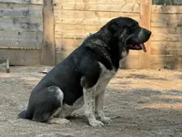 Jan , a female Central Asian Shepherd for sale in La Grande, OR – 10 of 10