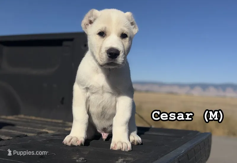 CESAR – Central Asian Shepherd puppy for sale in La Grande, OR