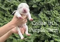 CEZAR, a male Central Asian Shepherd for sale in La Grande, OR – 2 of 9