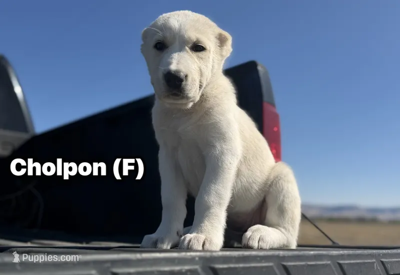 Cholpon – Central Asian Shepherd puppy for sale in La Grande, OR