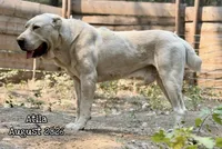 Dunkan , a male Central Asian Shepherd for sale in La Grande, OR – 5 of 7
