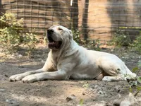 Dunkan , a male Central Asian Shepherd for sale in La Grande, OR – 4 of 7