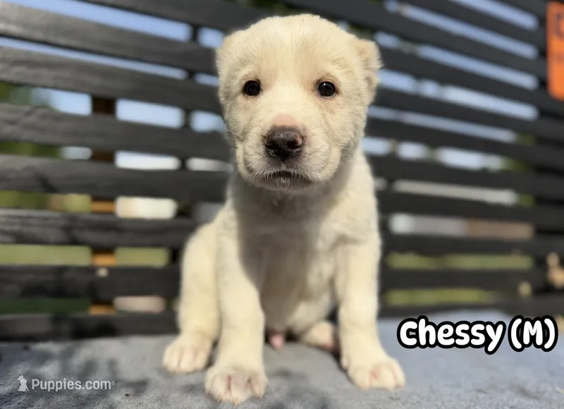 Chessy  – Central Asian Shepherd puppy for sale in La Grande, OR